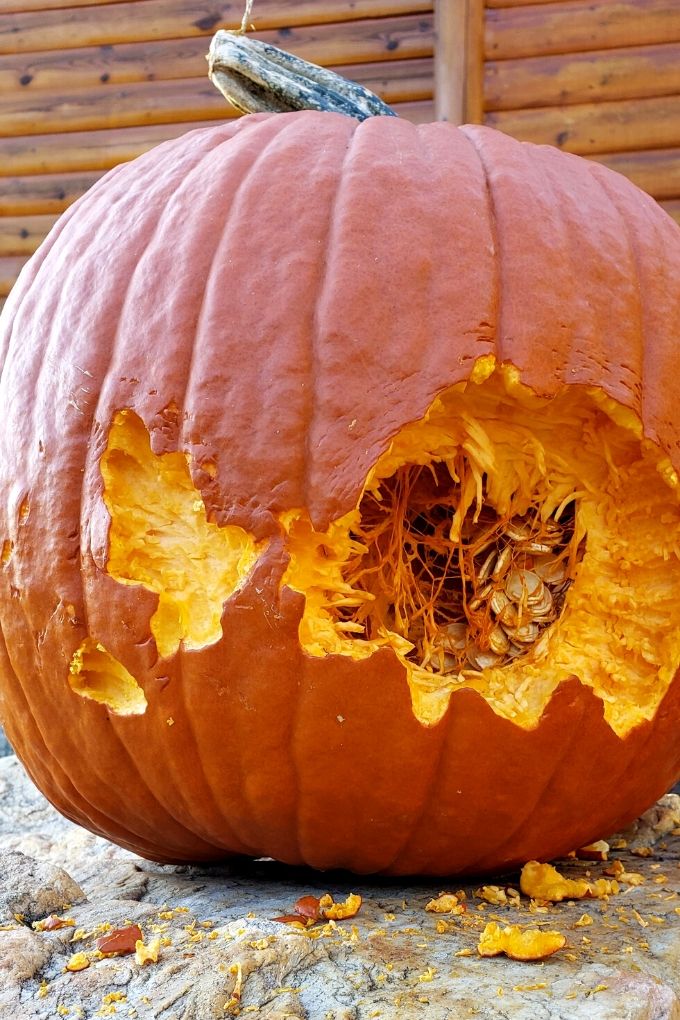 chewed up pumpkin