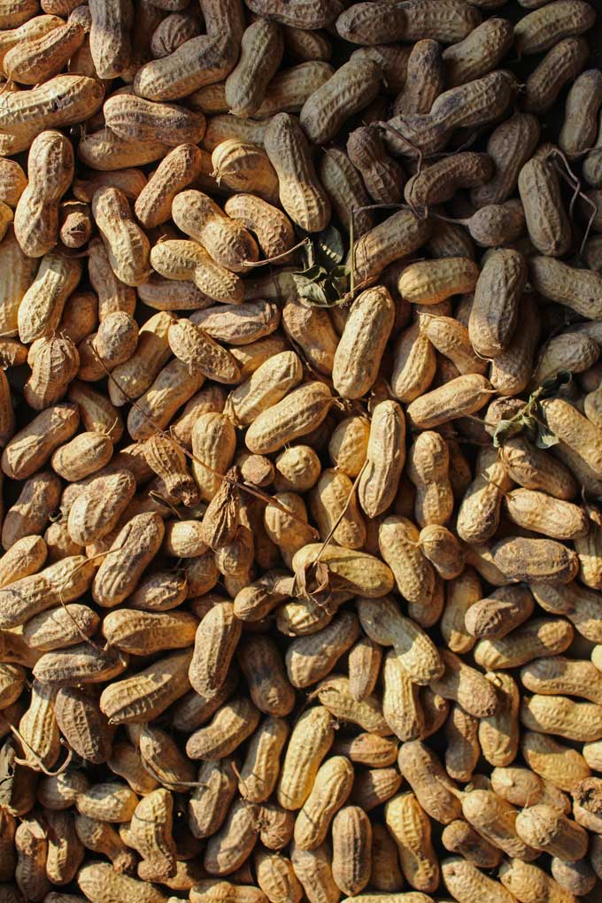 raw peanuts in the shell