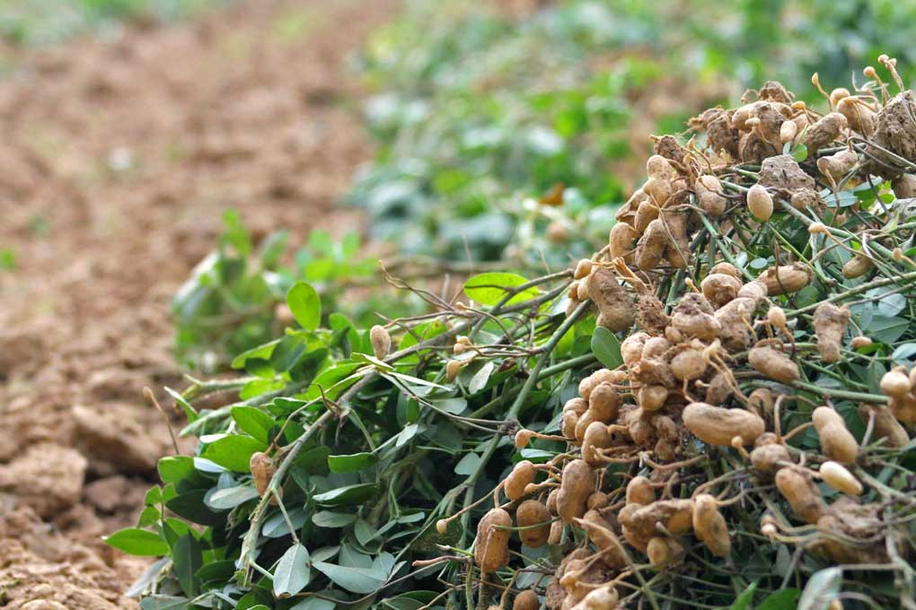 green peanuts hanging from a peanut vine in the field