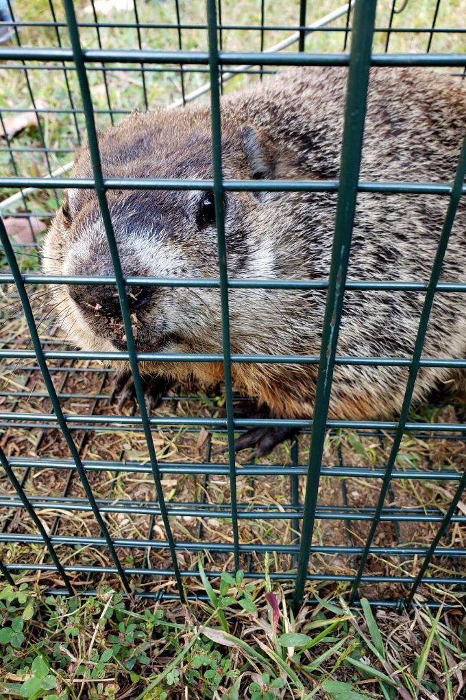 groundhog in cage