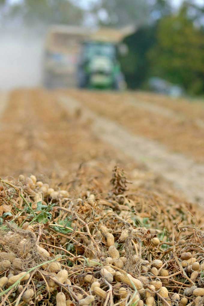 dried peanut vine with tractor and picker in the distance