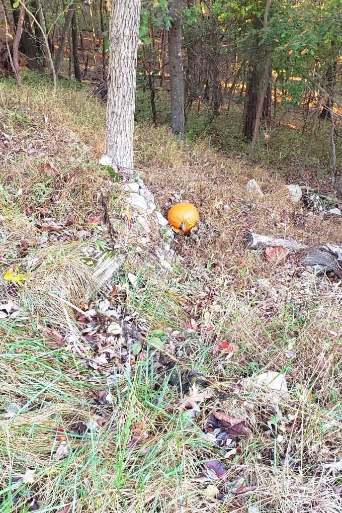 pumpkin in woods down the hill