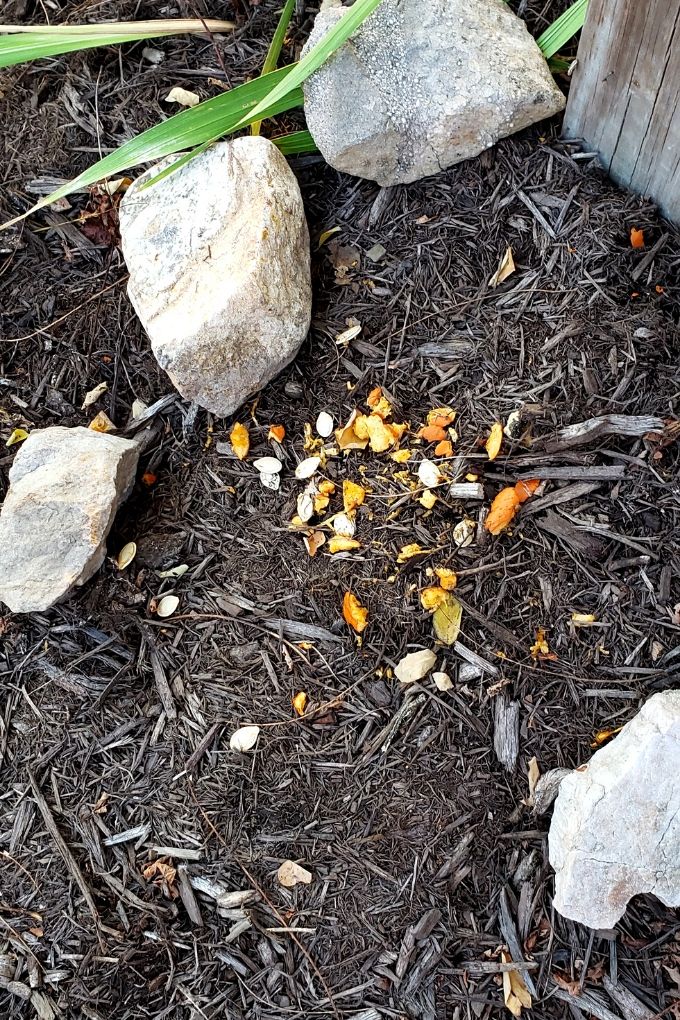 pumpkin bits and seeds on ground