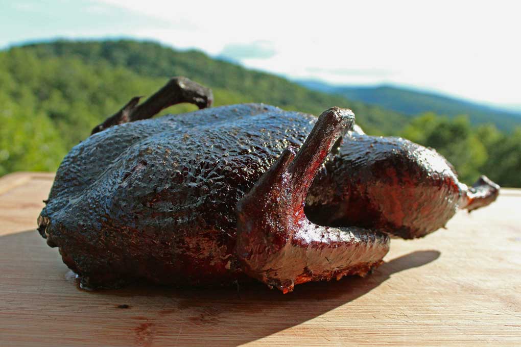 resting duck with mountain view
