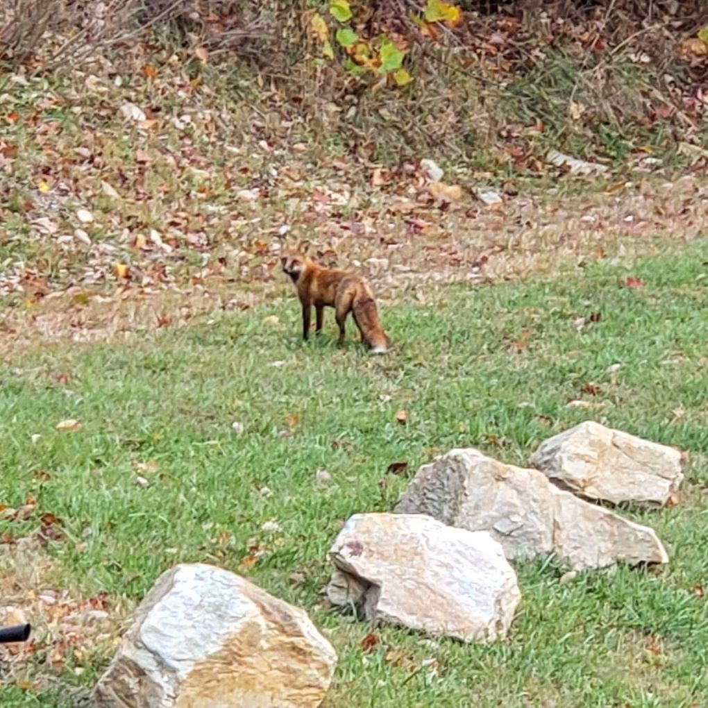 fox in the yard