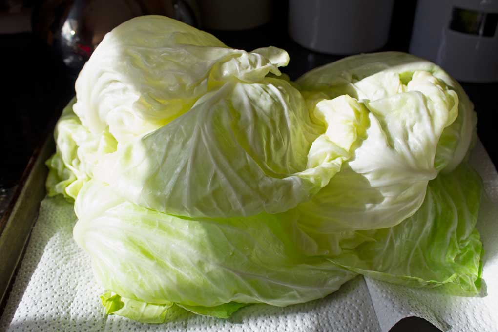 cabbage leaves draining