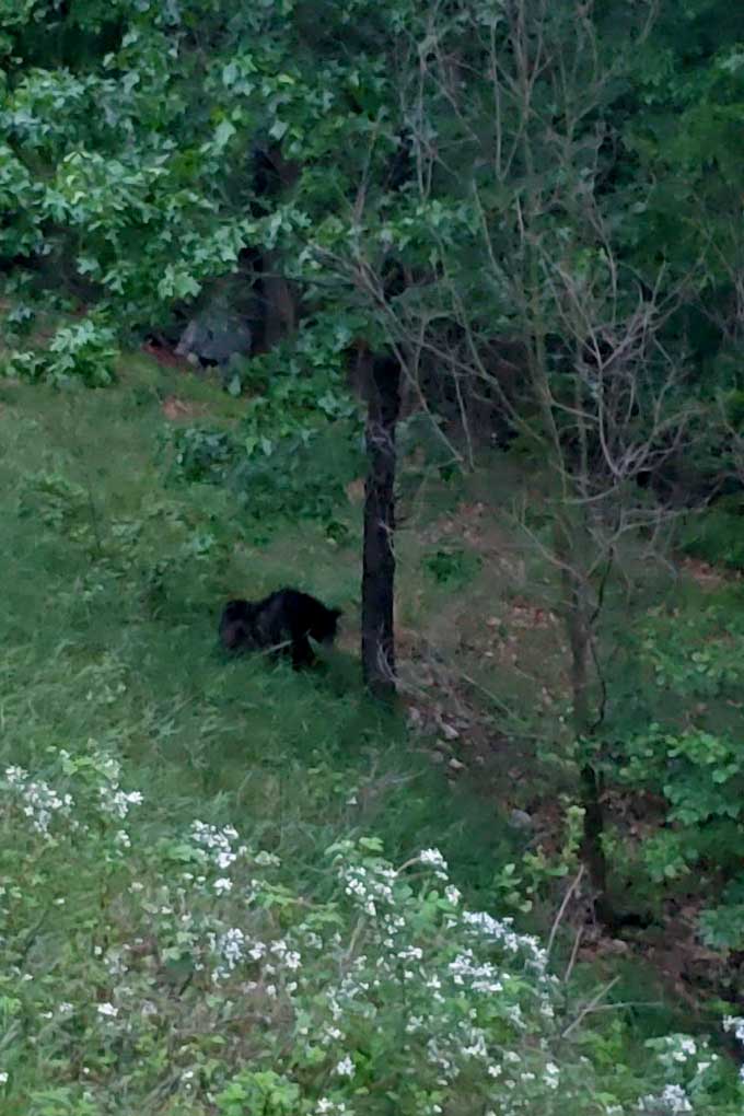 bear down the hill