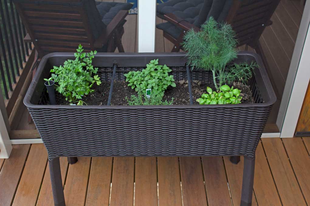 raised herb garden