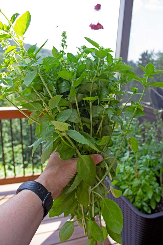 handful of fresh basil from herb garden