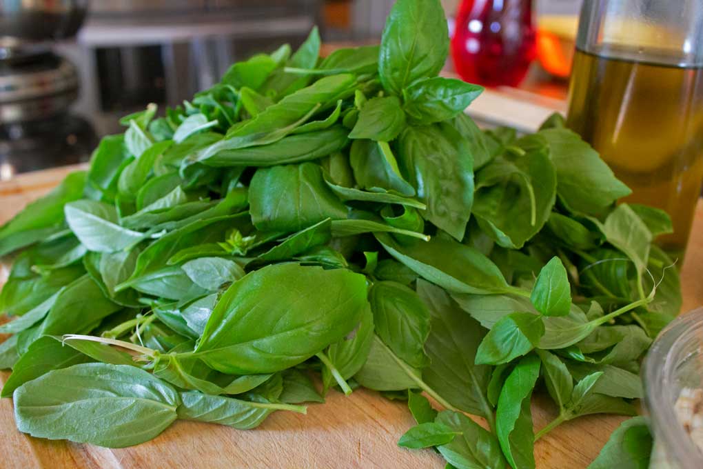 pile of fresh basil leaves
