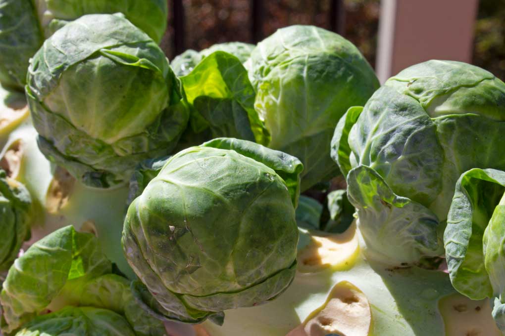 brussels sprouts on stalk