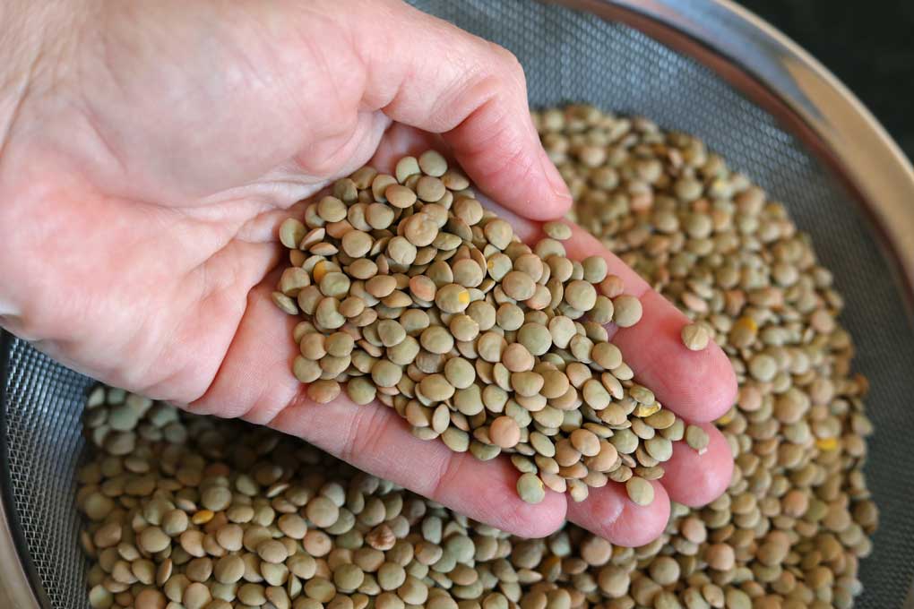 handful of lentils