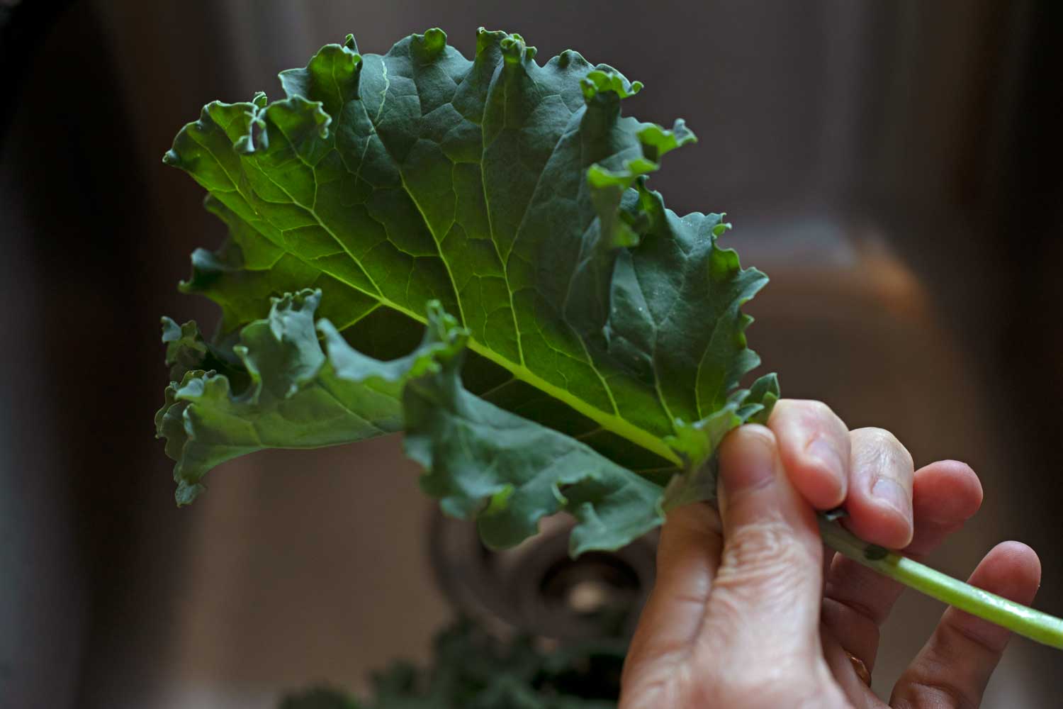 hand holding kale leaf