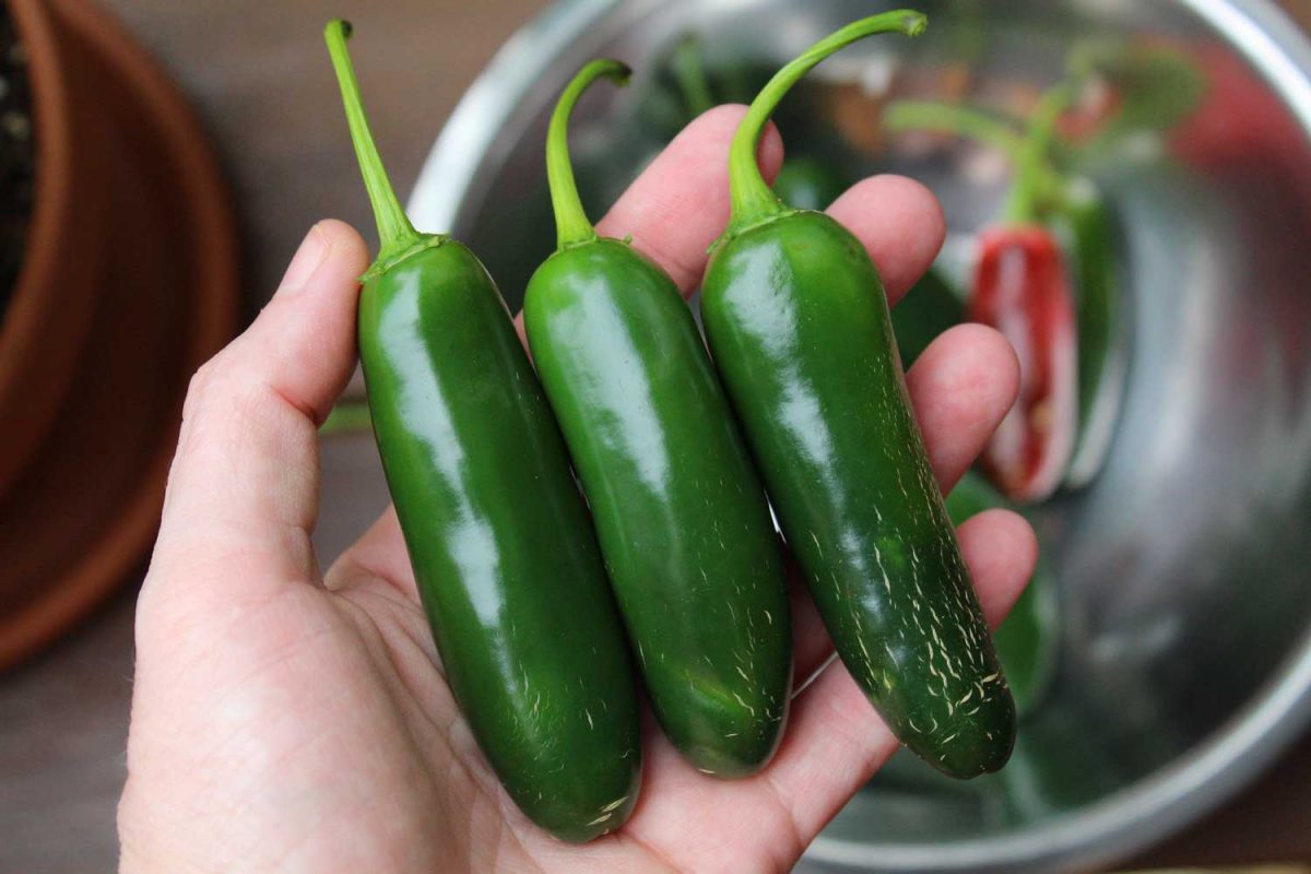 jalapenos in hand