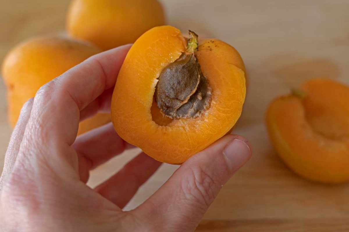 hand holding sliced apricot