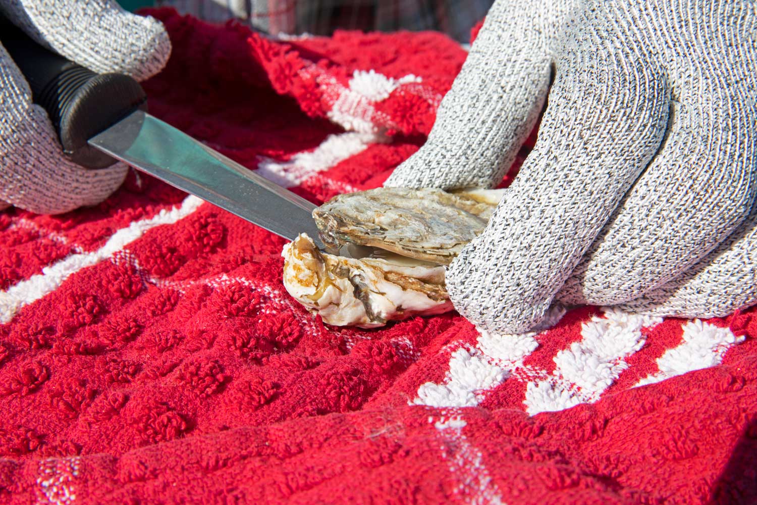 opening oyster with oyster knife