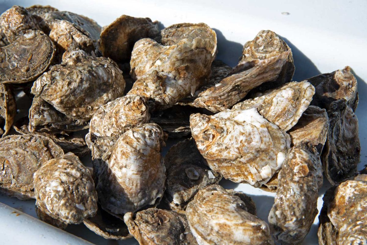 raw unshucked oysters