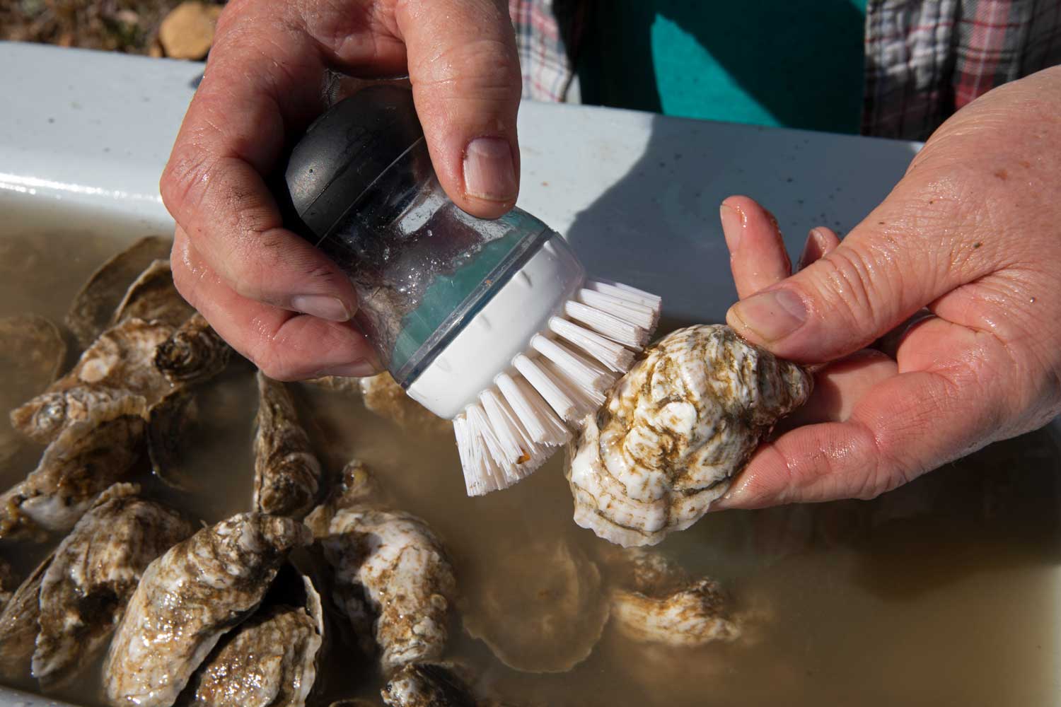 scrubbing oyster with a scrub brush