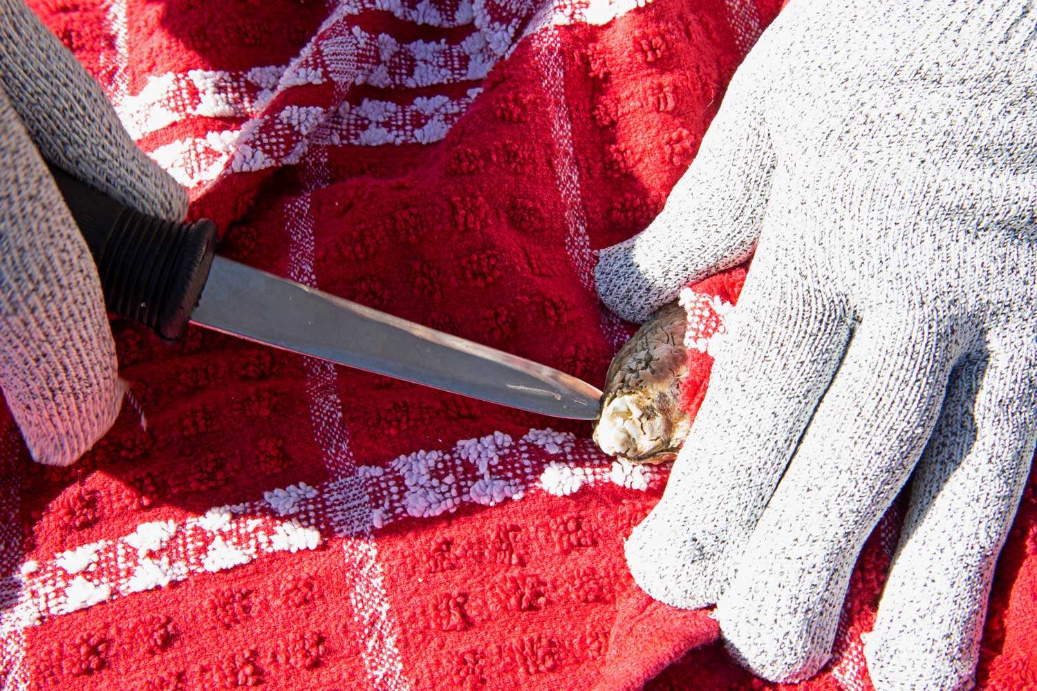 using oyster knife to pry open the oyster