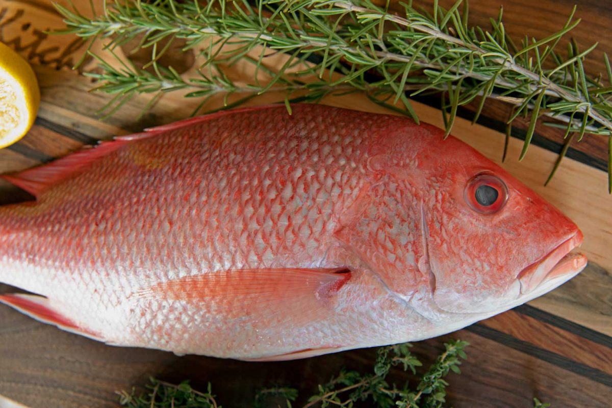whole red snapper