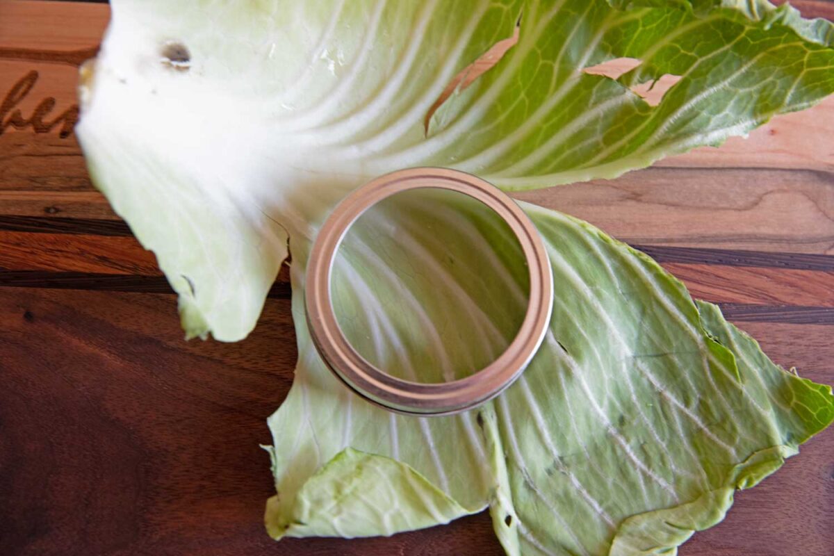 cabbage leaf with jar lid